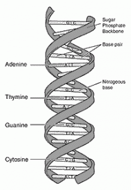 awhyfiles.org_126dna_forensic_images_dna.gif