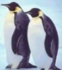 aimagebank.ipcmedia.com_imageBank_p_Penguins2.jpg