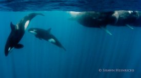 awww.wired.com_wiredscience_wp_content_gallery_orca_sperm_whal6117f95ad23612605dea4042bf440cac.jpg