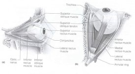 astarklab.slu.edu_PhysioLab_EYEMUSCL.jpg