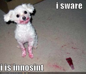 awww.itchmo.com_wp_content_uploads_2007_11_loldog_funny_pictures_innocent_dog.jpg