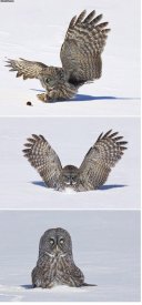 awww.neonfeather.com_pics2_owl.jpg